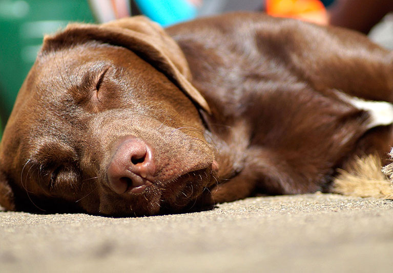 Problemhund Therapie bei Angstzuständen, Aggression, Verhaltensauffälligkeiten